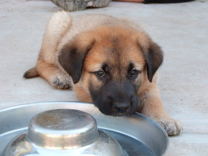 chinook dog